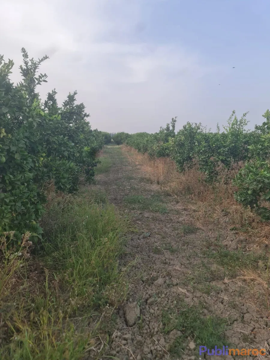 TERRAIN AGRICOLE DE 9 HECTARES À VENDRE – Mechra Bel Ksiri