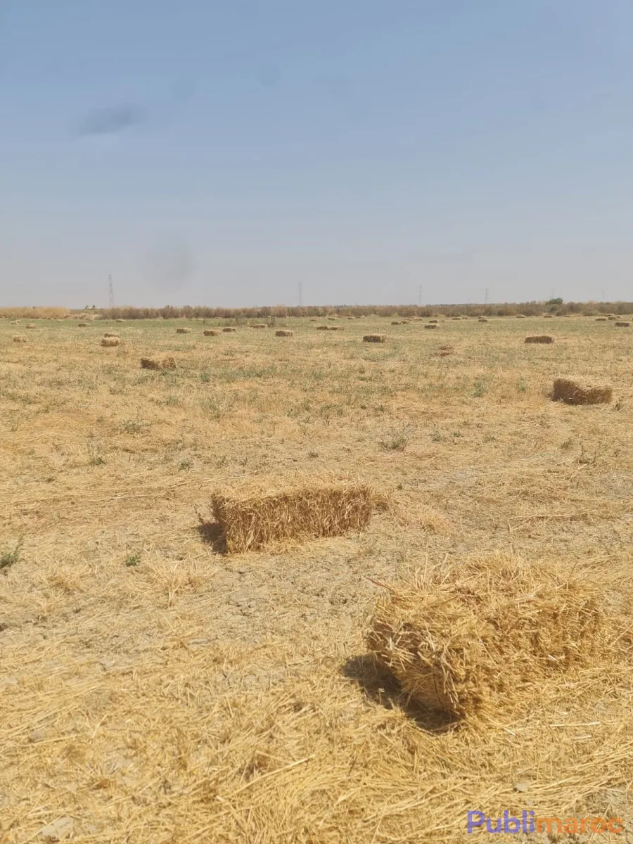 OPPORTUNITÉ AGRICOLE : FERME DE 10 HECTARES À VENDRE – Région de Sidi Slimane