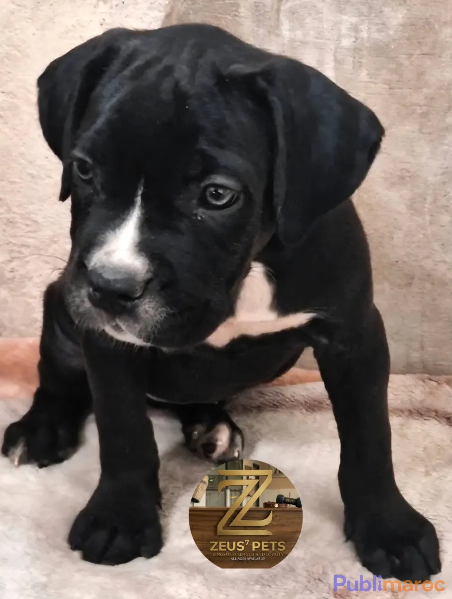CANE CORSO DISPONIBLE À MARRAKECH