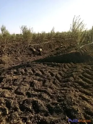 VENTE TERRAIN AGRICOLE TITRÉ – 5 HECTARES (Région Sidi Slimane)