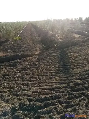 VENTE TERRAIN AGRICOLE TITRÉ – 5 HECTARES (Région Sidi Slimane) photo 5