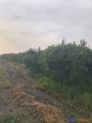 TERRAIN AGRICOLE DE 9 HECTARES À VENDRE – Mechra Bel Ksiri photo 2