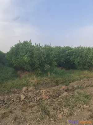 TERRAIN AGRICOLE DE 9 HECTARES À VENDRE – Mechra Bel Ksiri photo 4