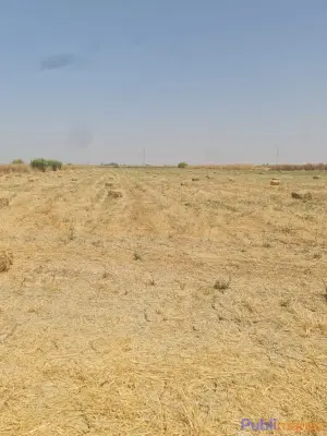 OPPORTUNITÉ AGRICOLE : FERME DE 10 HECTARES À VENDRE – Région de Sidi Slimane photo 3