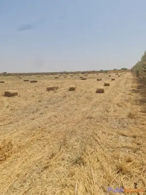 OPPORTUNITÉ AGRICOLE : FERME DE 10 HECTARES À VENDRE – Région de Sidi Slimane photo 4