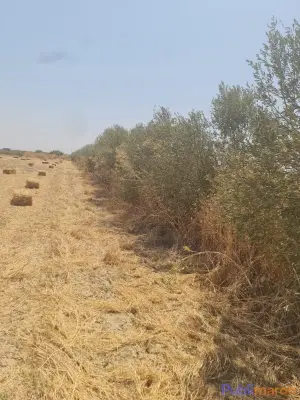 OPPORTUNITÉ AGRICOLE : FERME DE 10 HECTARES À VENDRE – Région de Sidi Slimane photo 6