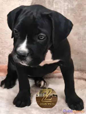 CANE CORSO DISPONIBLE À MARRAKECH photo 1