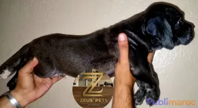 CANE CORSO DISPONIBLE À MARRAKECH photo 3