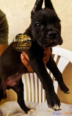 CANE CORSO DISPONIBLE À MARRAKECH photo 4