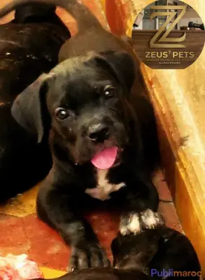 CANE CORSO DISPONIBLE À MARRAKECH photo 6